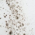 Mold Abatement