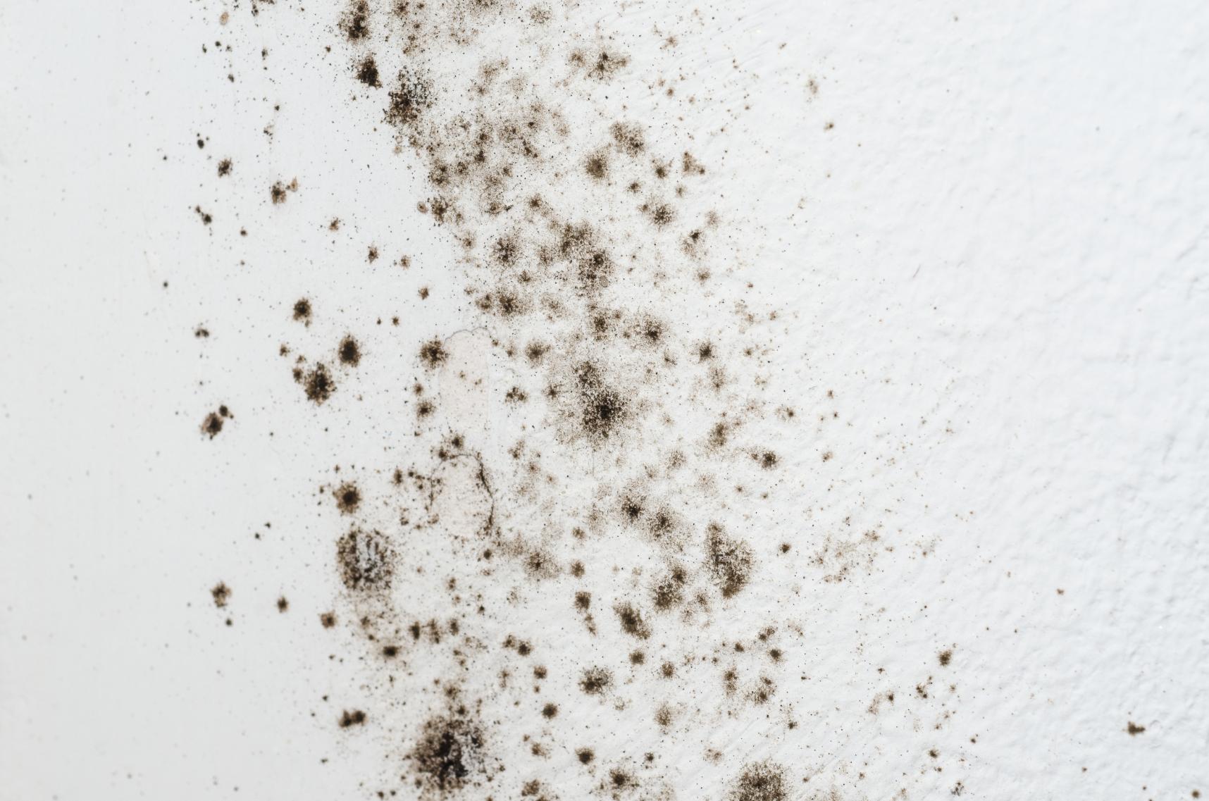 Mold Abatement